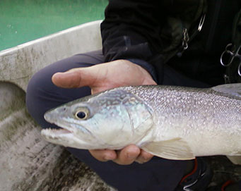 Fly fishing Soča Slovenia