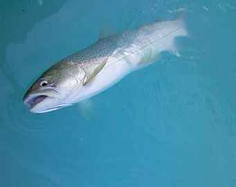 Fly fishing Soča Slovenia