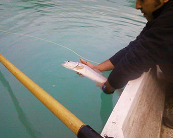 Fly fishing Soča Slovenia