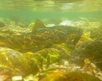 Fly fishing Soča Slovenia