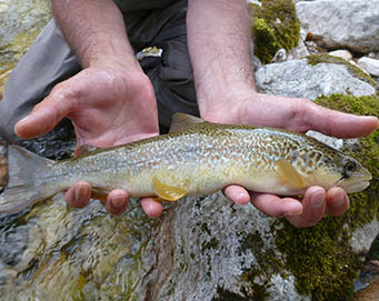 Fly fishing Soča Slovenia