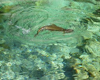 Fly fishing Soča Slovenia