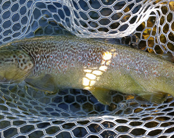 Fly fishing Soča Slovenia