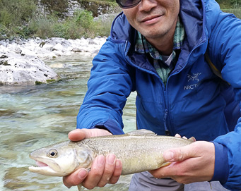 Fly fishing Soča Slovenia