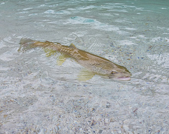 Fly fishing Soča Slovenia